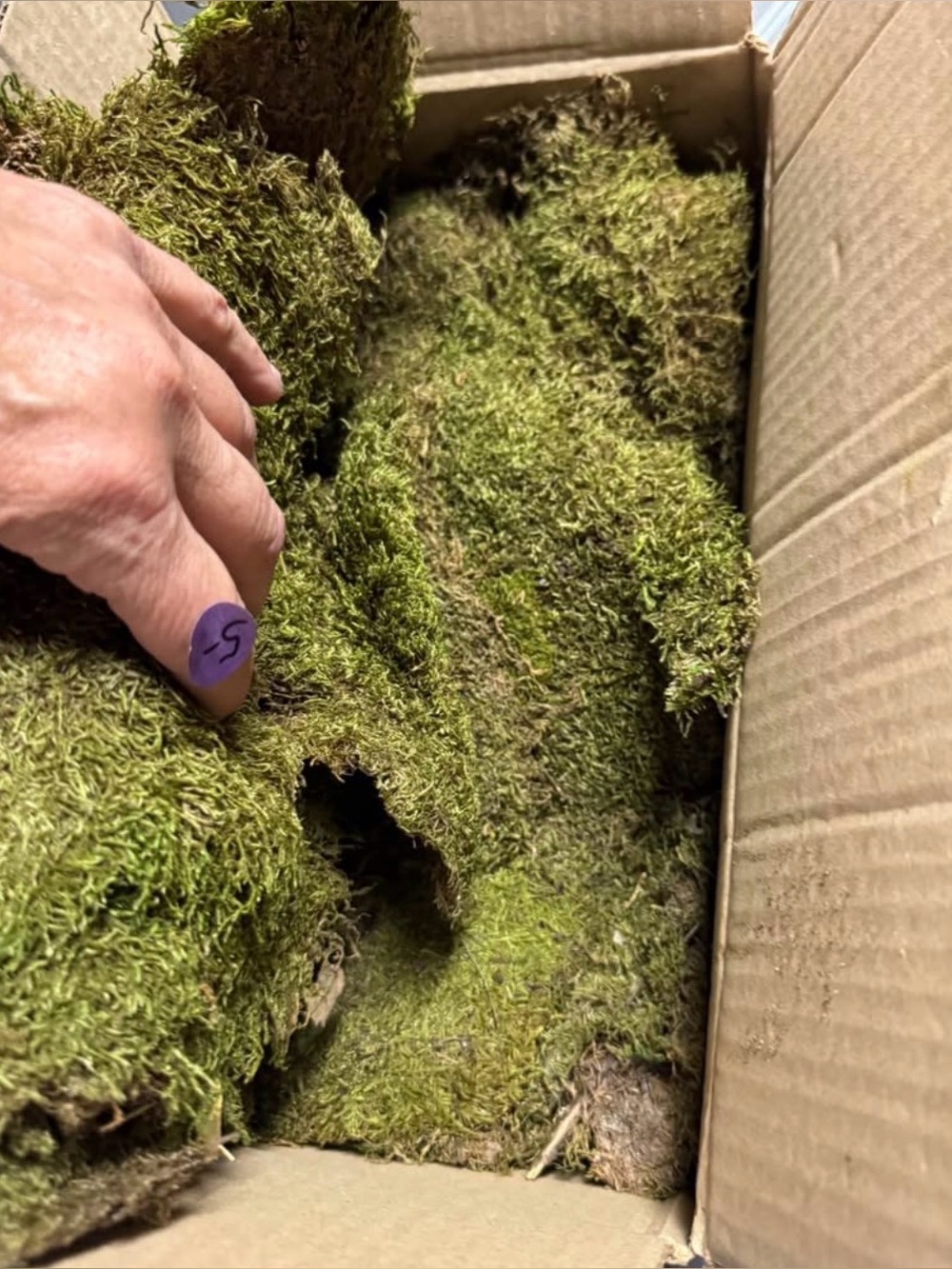 Huge box Terrarium Moss crafts etc